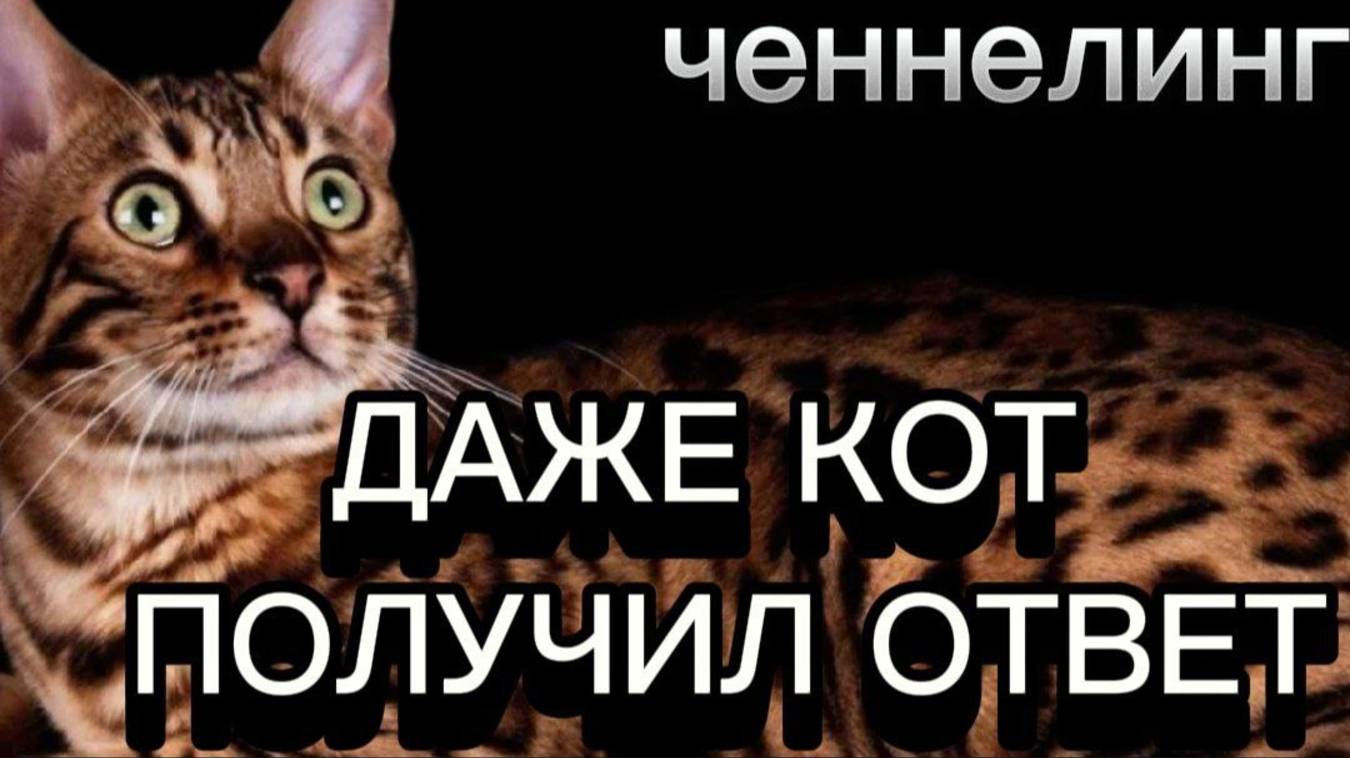 ДАЖЕ КОТ ПОЛУЧИЛ ОТВЕТ. ЧЕННЕЛИНГ С НАИЛЕЙ БОГДАНОВОЙ. смотреть онлайн
