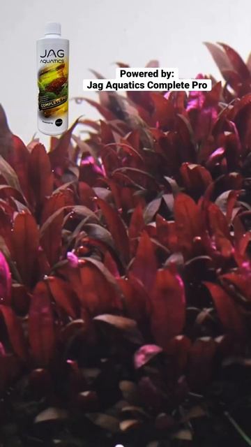 Growing aquatic plants made easy using Jag Aquatics Fertilisers смотреть онлайн