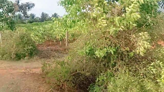 3.4 Acre 25 lack acre Malavalli 50 Kollegala 17 Bangalore 150 tar road 9742 098 098 смотреть онлайн
