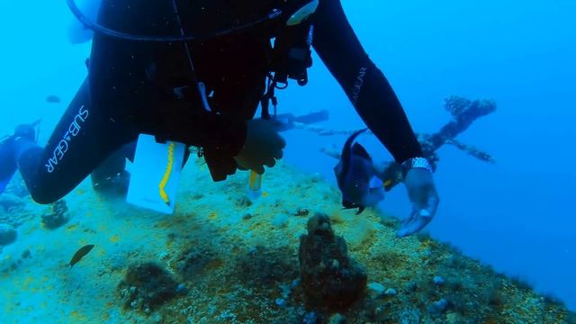 Sohal tang - Dancing fish смотреть онлайн