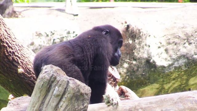 哥倆好，假動作很多😆🤣💦#Djeeco#ゴリラ#迪亞哥#金剛猩猩#taipeizoo #gorilla #台北市立動物園20240802#12 смотреть онлайн
