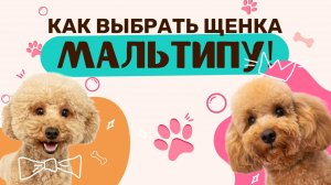 Как выбрать щенка Мальтипу?