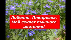 Посев и пикировка Лобелии Мой секрет пышного цветения