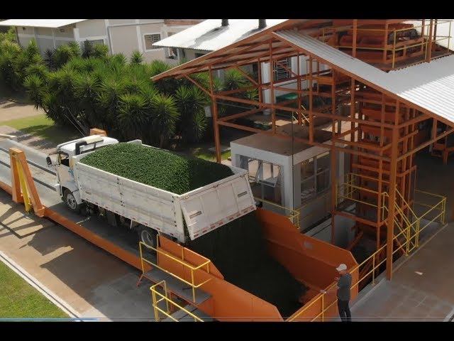 Производство Эфирного Масла Дотерра | Терапевтический Класс | Дистилляция масла Зеленого Мандарина