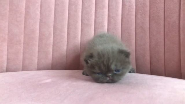 Шоколадная Экзотка смотреть онлайн