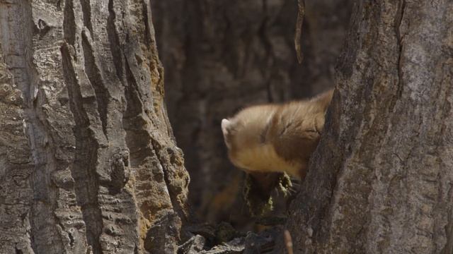 A pine marten eating a mule deer's stomach. смотреть онлайн