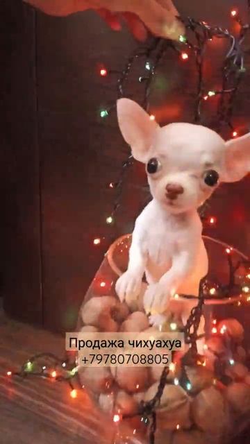 #белаякрошка #снежинка #продажачихуа #доставкапороссии +79780708805 смотреть онлайн