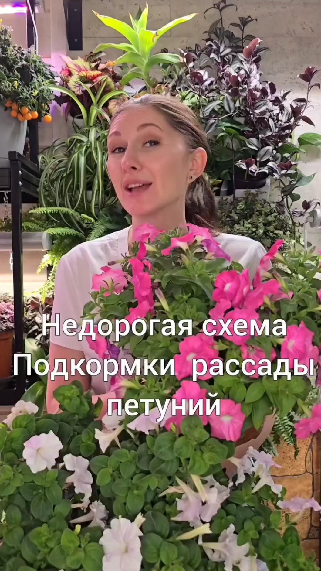 Недорогая схема подкормки рассады петунии смотреть онлайн