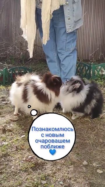 Подслушано у собак. Раскрыты секреты маленьких померанцев. Только между нами смотреть онлайн