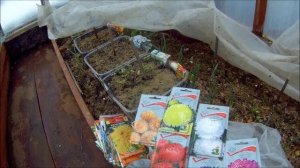 26 04 2018г китайская астра выращивание и уход.