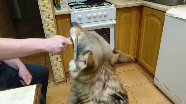Канис и медвежий клык смотреть онлайн