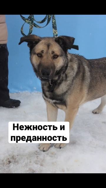 Супер Кайзер ! Зацените. Поиск хозяина смотреть онлайн
