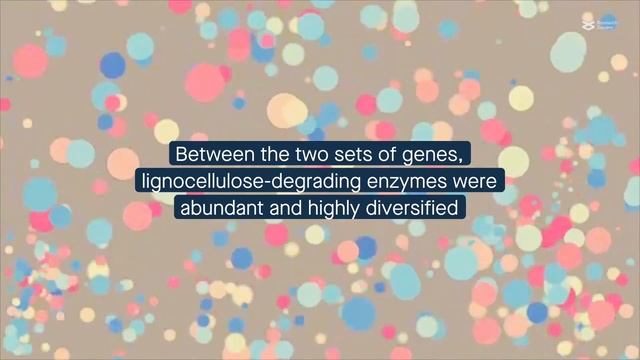 Lignocellulose digestion in Protaetia brevitarsis: a tightly designed microbial production line смотреть онлайн