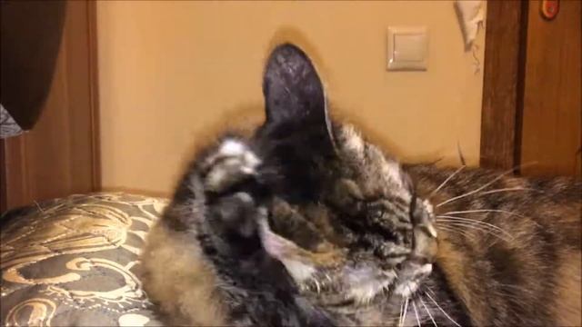 Кошка,которая днями и ночами... смотреть онлайн