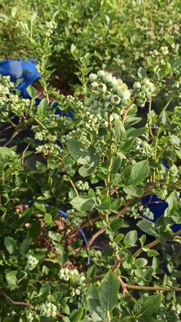 Голубика, май 2024г. Краснодарский край смотреть онлайн