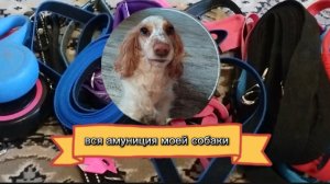 обзор на всю амуницию моей собаки+распаковка.