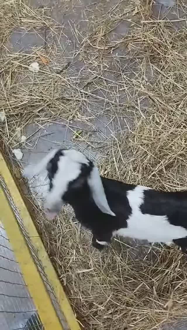 ВЕСЕЛЫЕ КОЗОЧКИ ♥️♥️♥️♥️