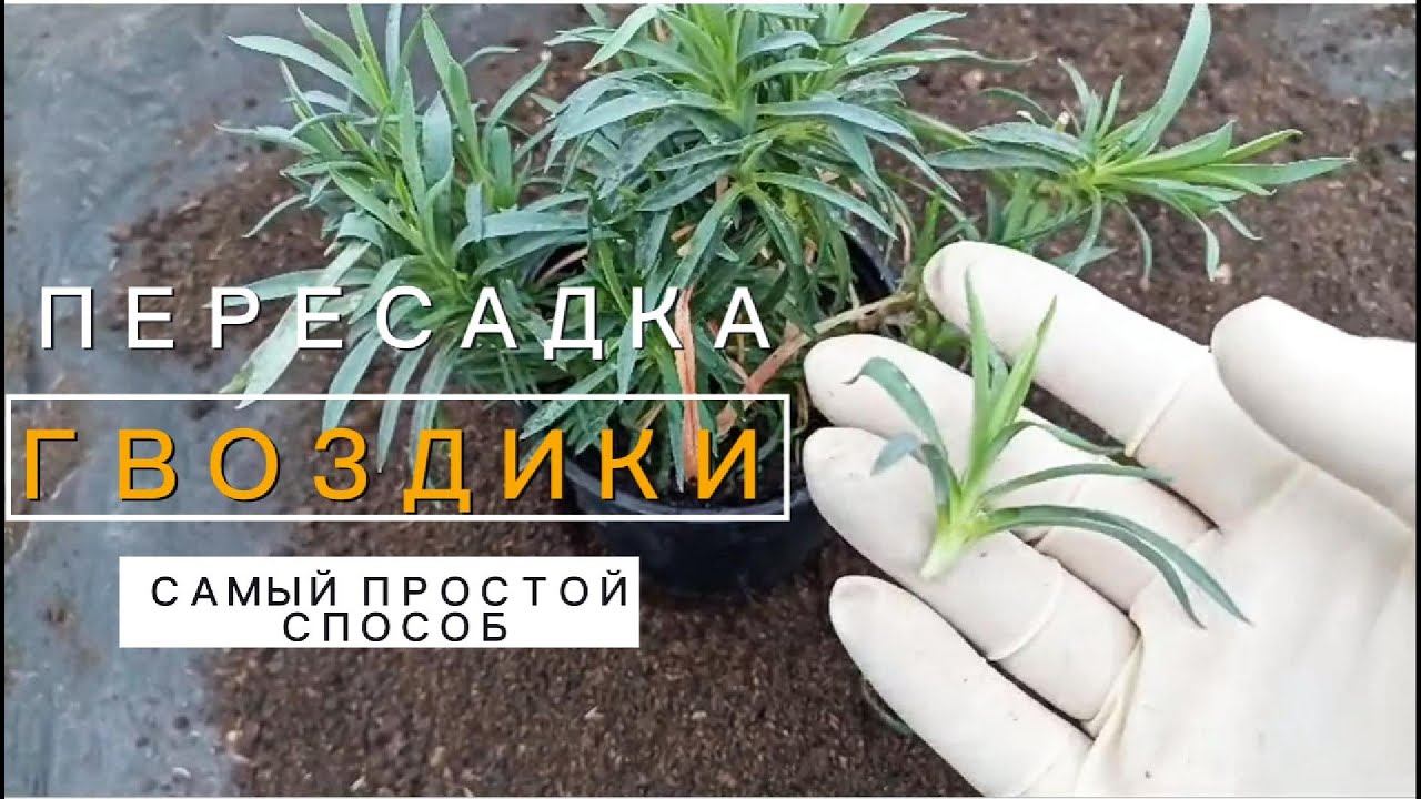 Пересадка гвоздики: Практические советы и секреты ухода! смотреть онлайн