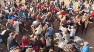 Бузкаши 26.11.2022 ш.Хисор #1