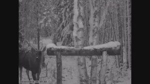 ЛОСИХА НА СОЛОНЦЕ _ видео с фотоловушки