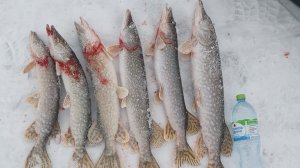 ЩУКА В КОСЫНКУ. ЗИМНЯЯ РЫБАЛКА