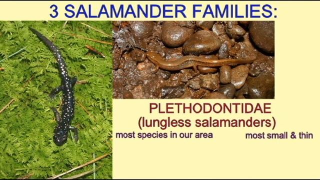 SALAMANDER IDENTIFICATION: FAMILY PLETHODONTIDAE.avi смотреть онлайн