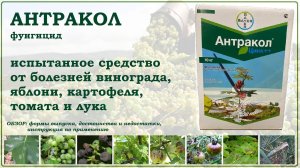 Антракол- испытанное средство от болезней винограда, яблони, картофеля, томата и лука.Обзор