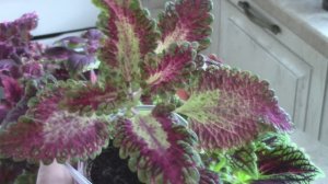 колеусов много не бывает!