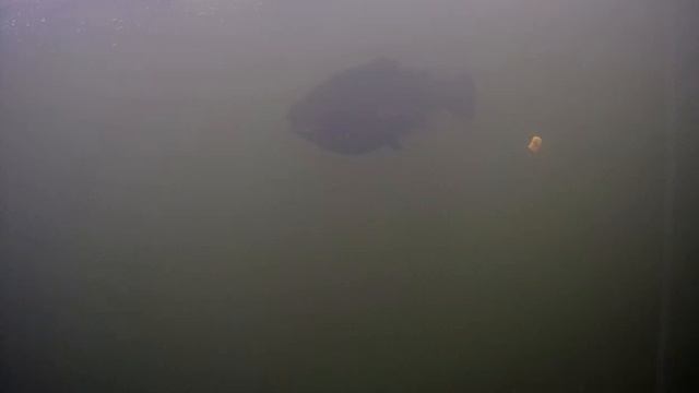 Подводный мир.