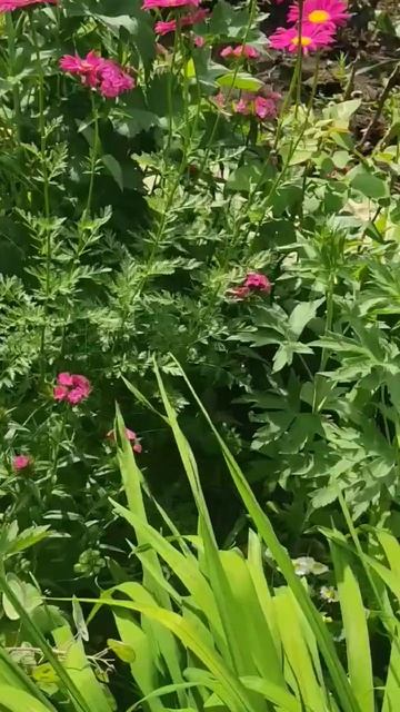 Когда и цветы не радуют смотреть онлайн