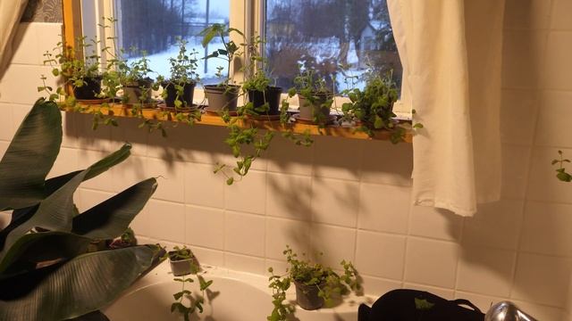 Growing bananas in bathroom, survive plants in winter (ASMR whisper voice) смотреть онлайн