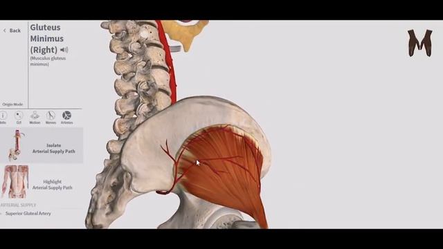 7. Мышцы пояса нижней конечности (мышцы таза наружная группа) - детальный обзор 3д смотреть онлайн