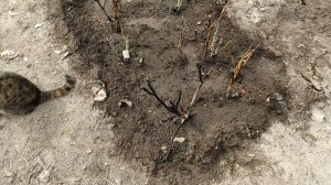 6 апреля 2022 - Теплица после пожара. Новые розы из Светофора и вторая теплица