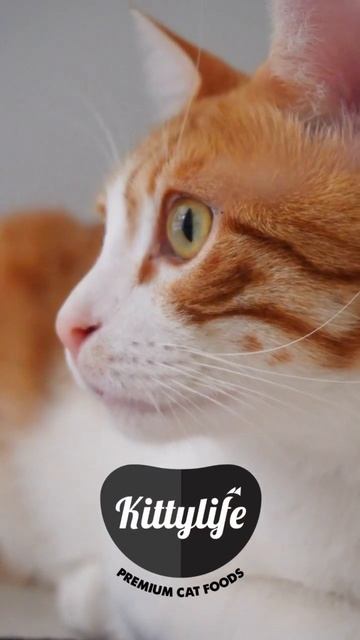 Kittylife premium cat foods. #cats #kedimaması #kittylife #catvideos #catlover #kitten #cat смотреть онлайн
