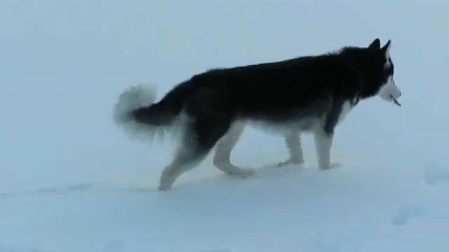 Наш Мох - Хаски смотреть онлайн