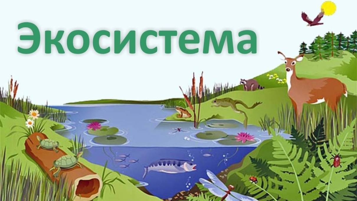 ЭКОСИИСТЕМА приливного бассейна смотреть онлайн