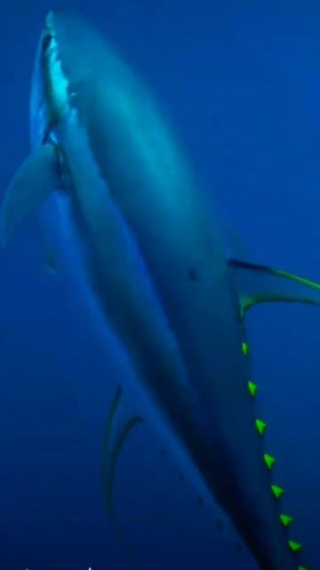 Giant Yellow-fin Tuna swims by diver смотреть онлайн