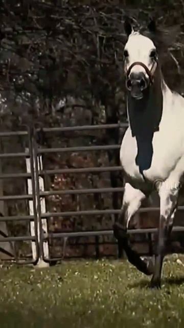 Видео не моё. где то в галерее завалялось #horse #конныйспорт #хочуврек #лошади #рек #конкур #спорт смотреть онлайн