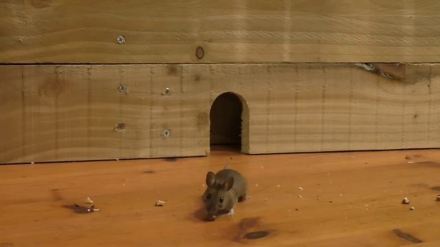 Видео для кошек смотреть онлайн