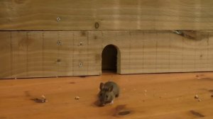 Видео для кошек