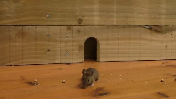 Видео для кошек