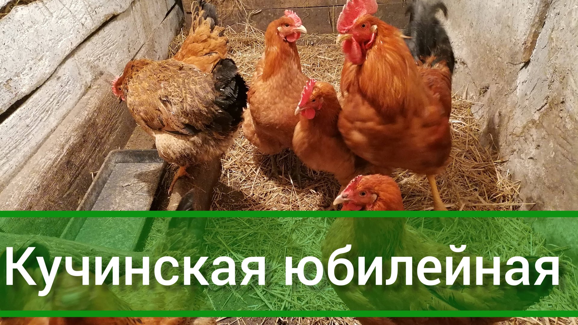 Кучинская юбилейная порода кур.