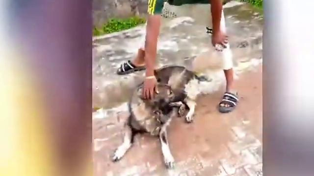 pet play смотреть онлайн