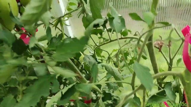 Обзор теплицы с томатами/ Поспел первый помидор 🍅 смотреть онлайн