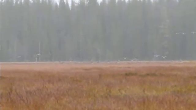 Осенние гуси.2 смотреть онлайн
