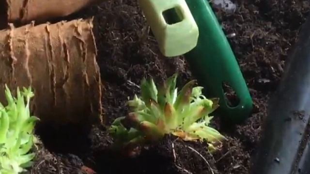 How to split a sempervivum plant смотреть онлайн