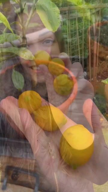 Miniature lemon tree harvest | Diary of a Yorkshire Gardener смотреть онлайн