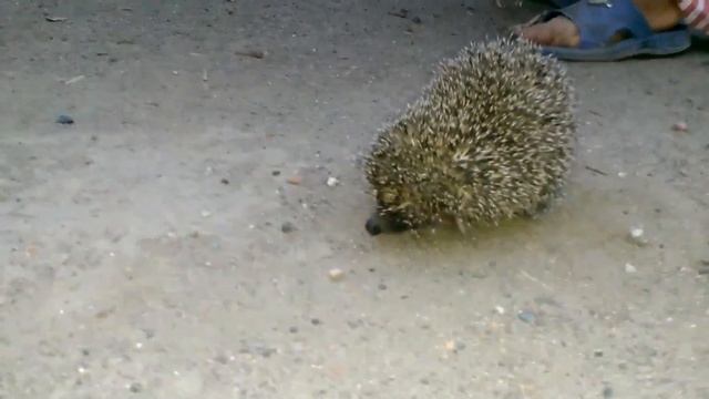 Встретили ёжика смотреть онлайн