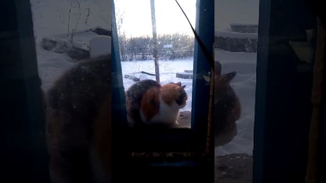 деревенские будни