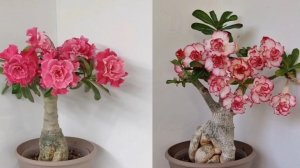 Адениумы. Цветы-источник вдохновения и хорошего настроения!🫶